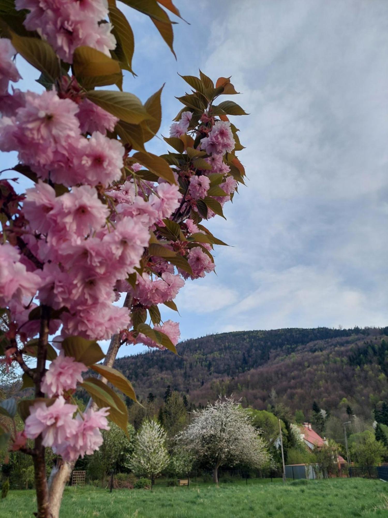 Apartamenty Brenna Klimorowka Exteriér fotografie